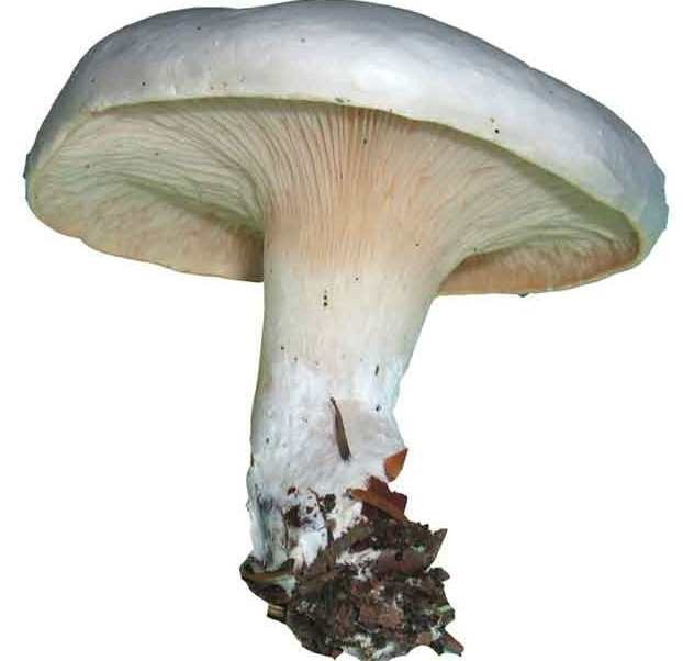 Ивишень (подвишенник) - фото гриба и описание его пользы и вреда