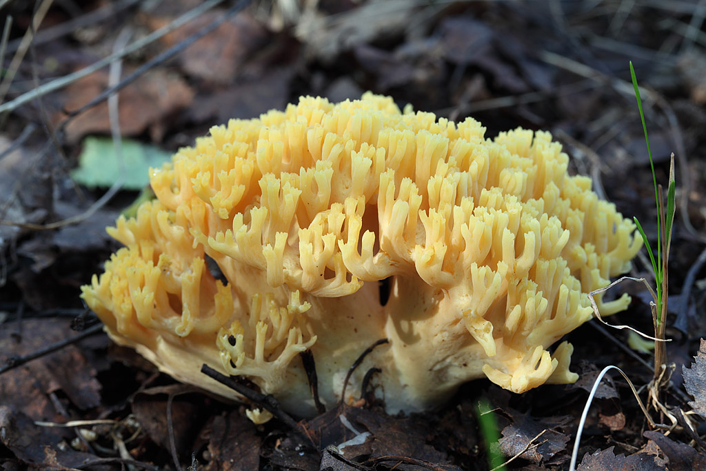 Гриб оленьи рожки - основная информация о грибе грибы собираем