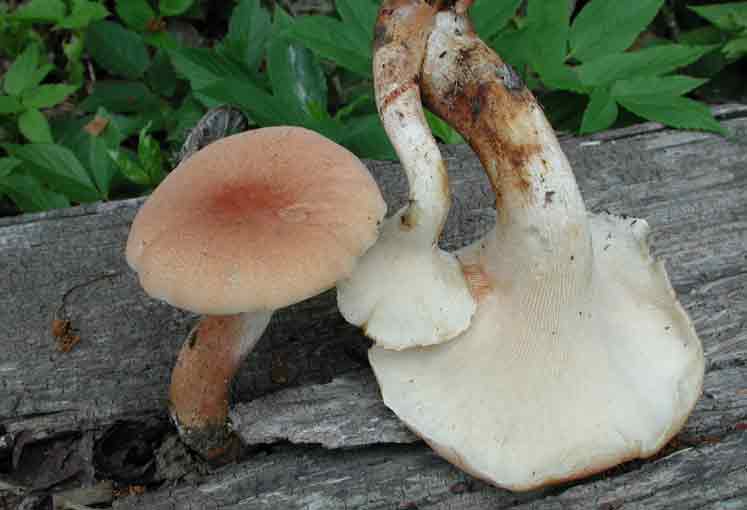 Описание гриба синяка (гиропорус), особенности применения