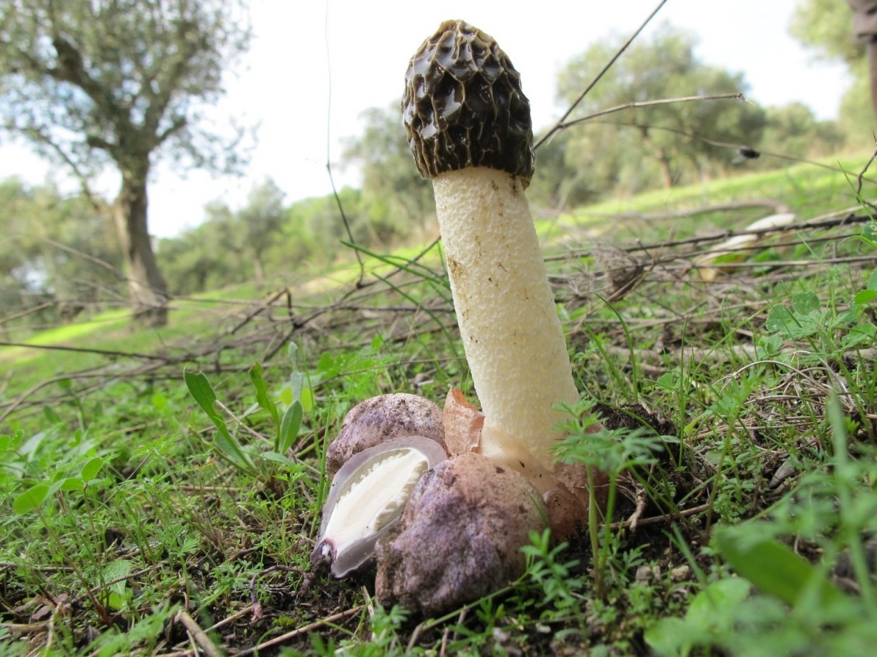 Топ 5 самых вонючих грибов | грибы: собираем, готовим, едим | дзен