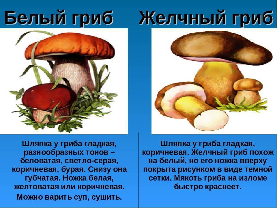 Опасен ли ложный белый гриб?