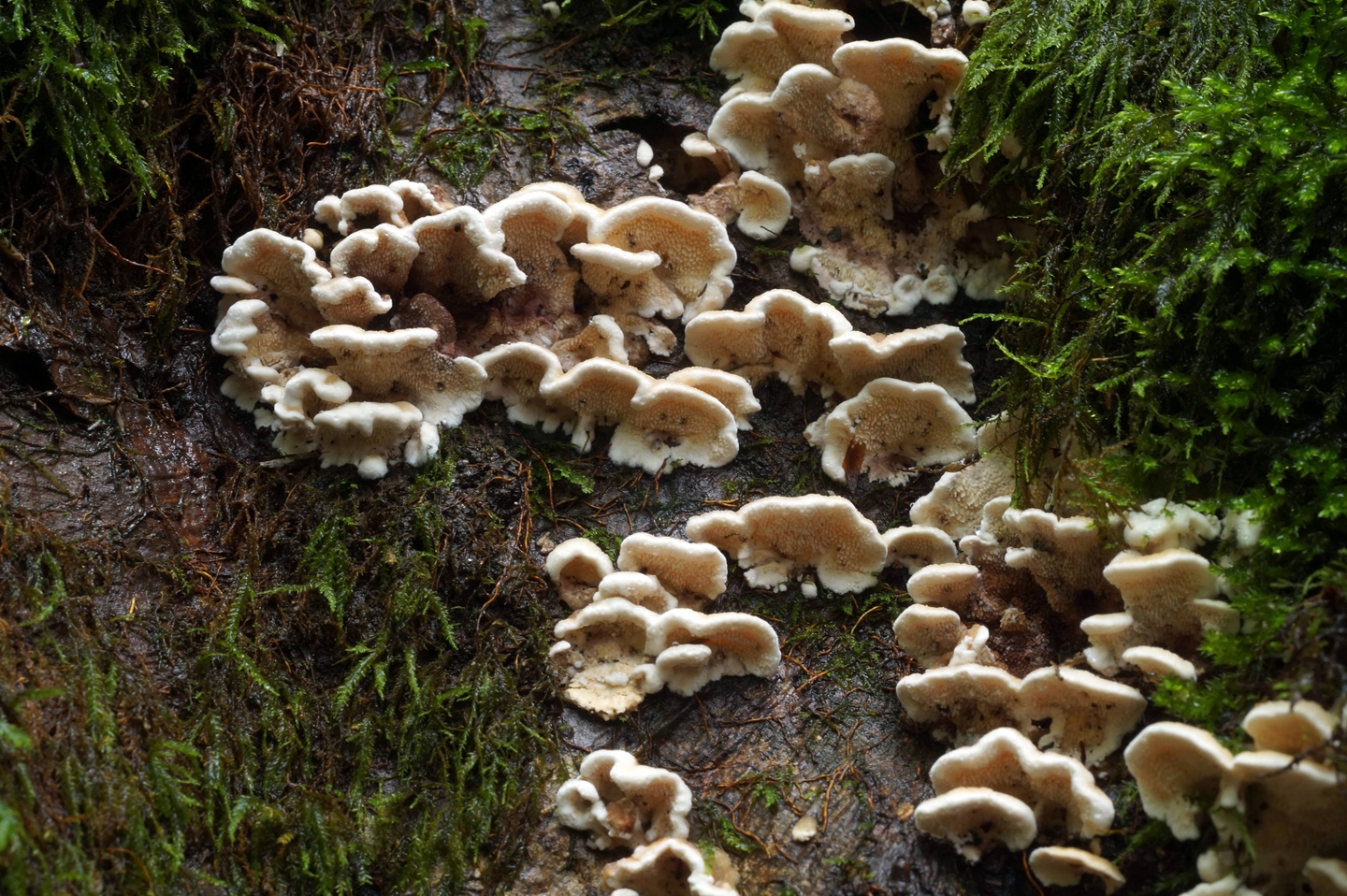 Редкие грибы Вологодской области