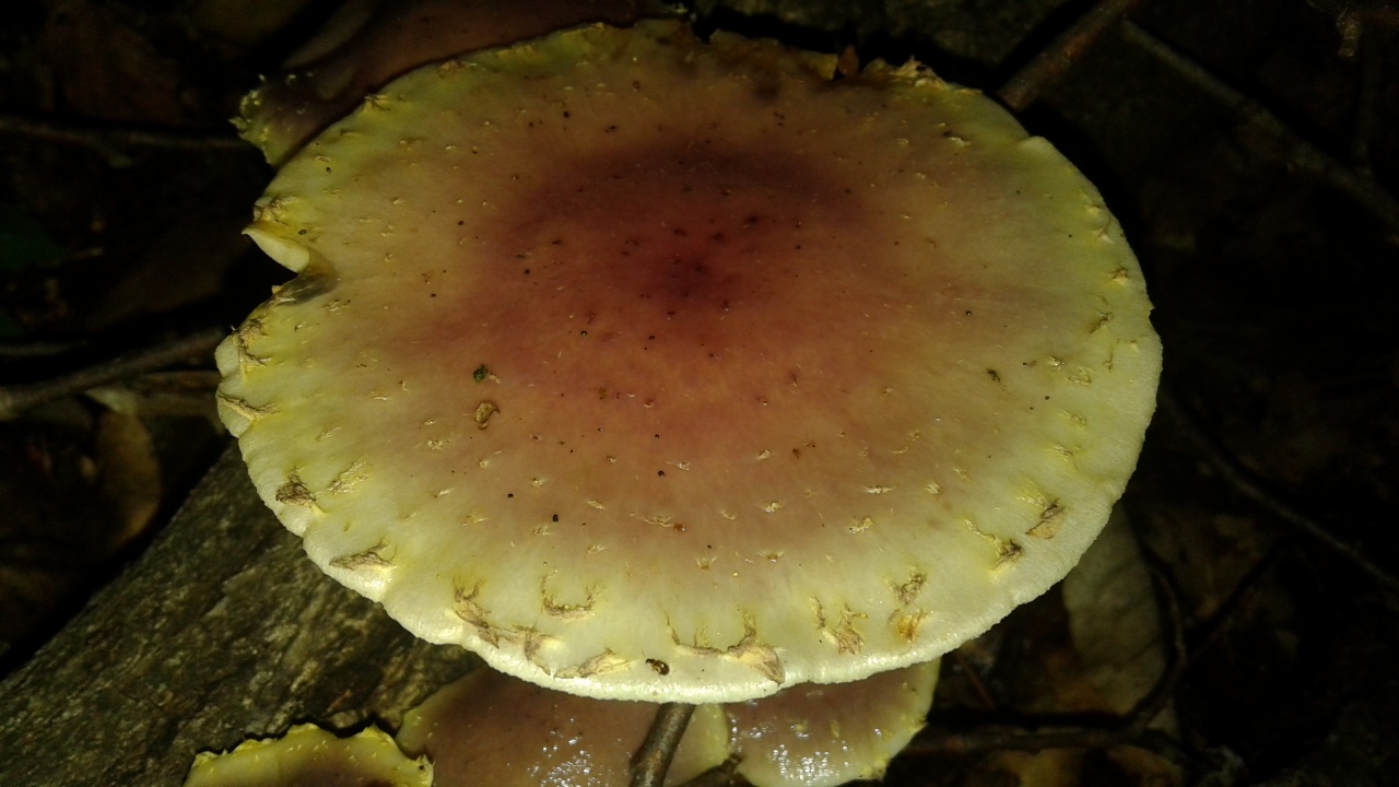 Чешуйчатка сальная (pholiota adiposa) – грибы сибири