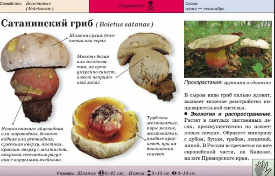 Белый гриб (boletus edulis). описание, распространение, виды и полезные свойства белых грибов - флористика на "добро есть!"