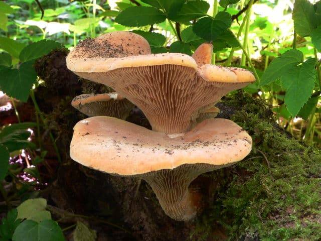 Пилолистник бокаловидный — описание, ядовитость гриба