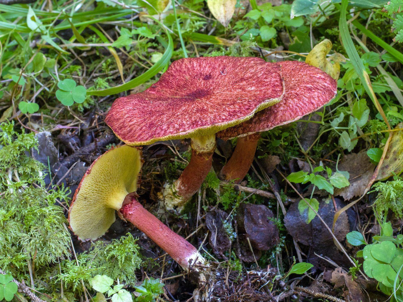 Сопливые грибы но не маслята — питомник46.рф