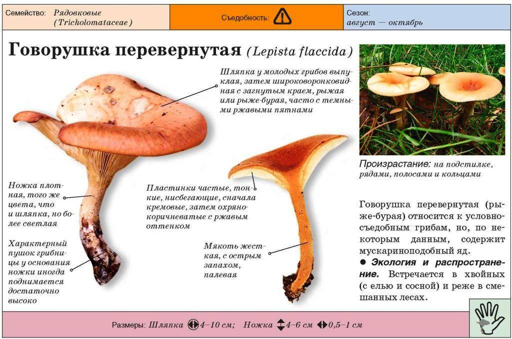 Говорушка подогнутая: описание гриба, места распространения