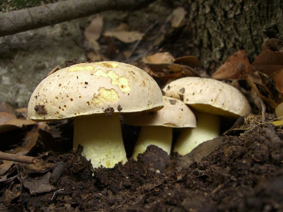 Полубелый гриб — традиция
