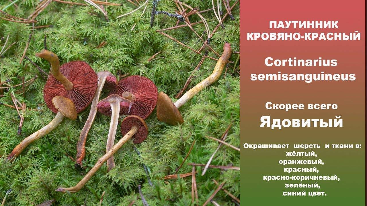 Паутинник голубовато-опоясанный (cortinarius balteatocumatilis): фото и описание гриба, где растет