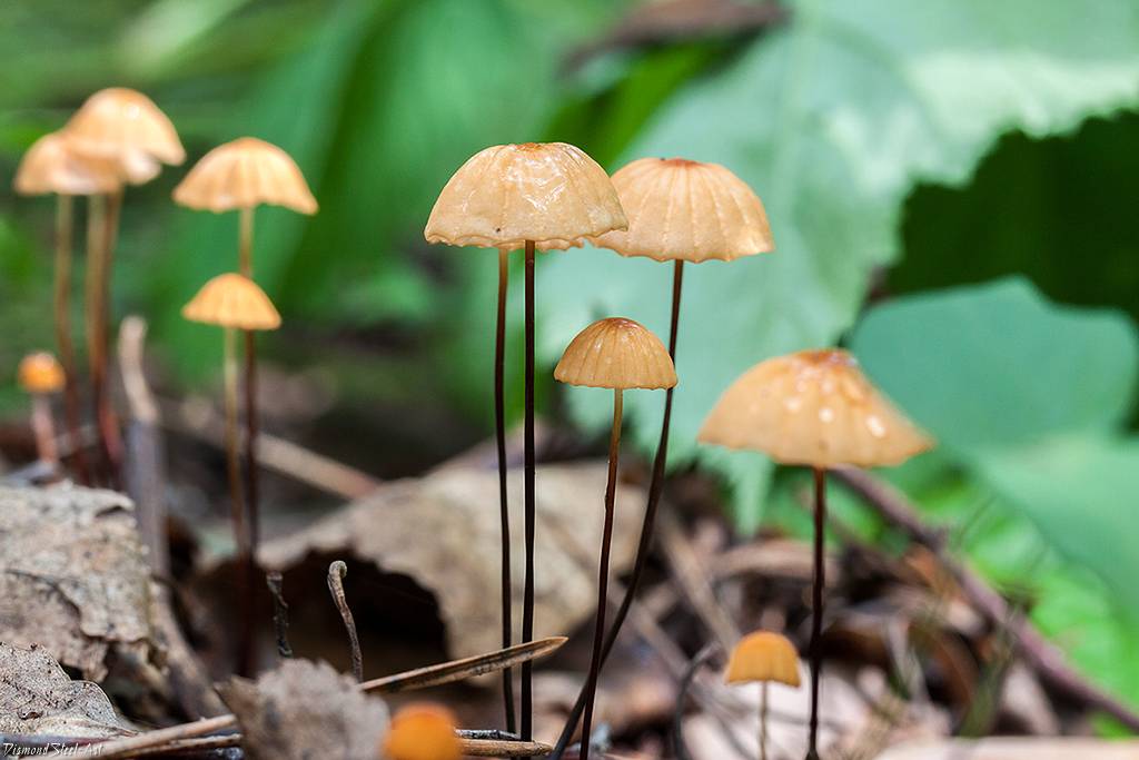 Опенок луговой (негниючник): деликатесные грибы - 5 признаков
