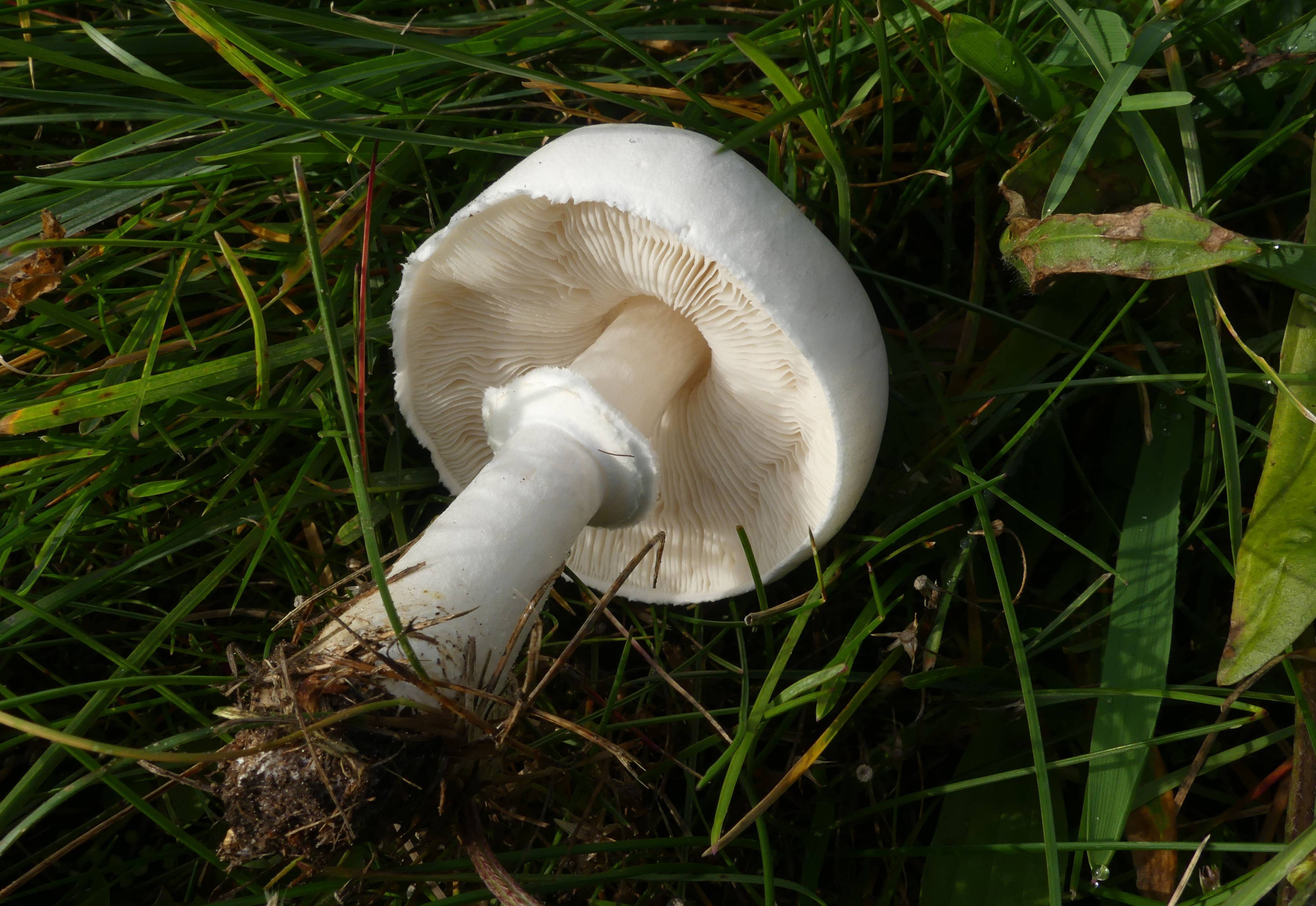 Белонавозник бирнбаума - описание, где растет, ядовитость гриба