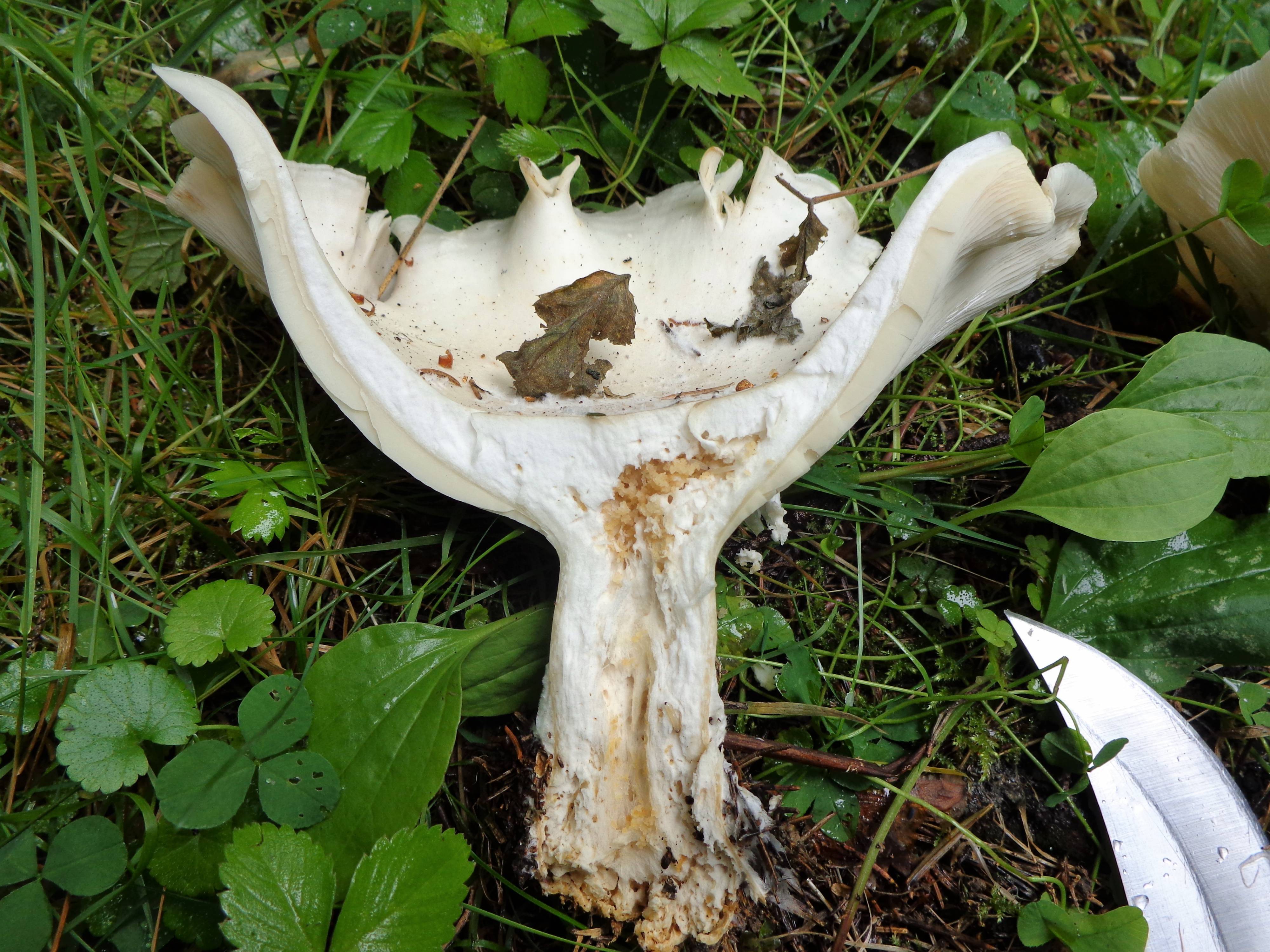 Говорушка гигантская - описание, где растет, ядовитость гриба