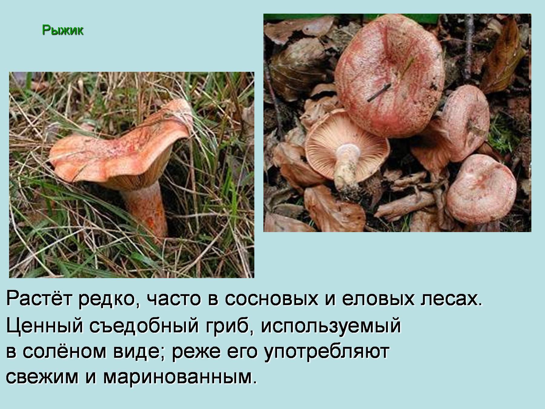 Какие грибы растут в соснах осенью. список лесных съедобных грибов с фото и советы начинающим грибникам