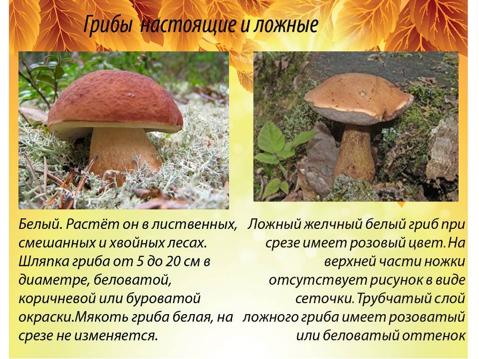 Подосиновик белый - описание гриба. где собирать. как использовать.