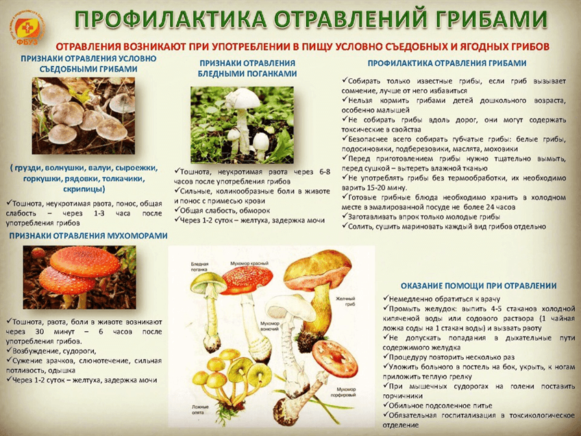 Почему даже обработанные термически грибы вызывают отравление
почему даже обработанные термически грибы вызывают отравление — медицинская энциклопедия