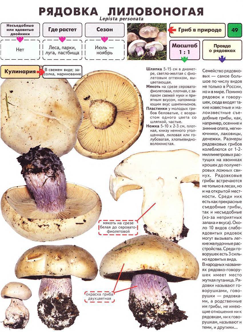 Рядовка белая (tricholoma album): фото, описание и как отличить ядовитый гриб