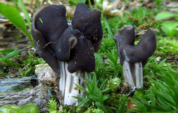 Болет красивоножковый - описание гриба, фото, где растет