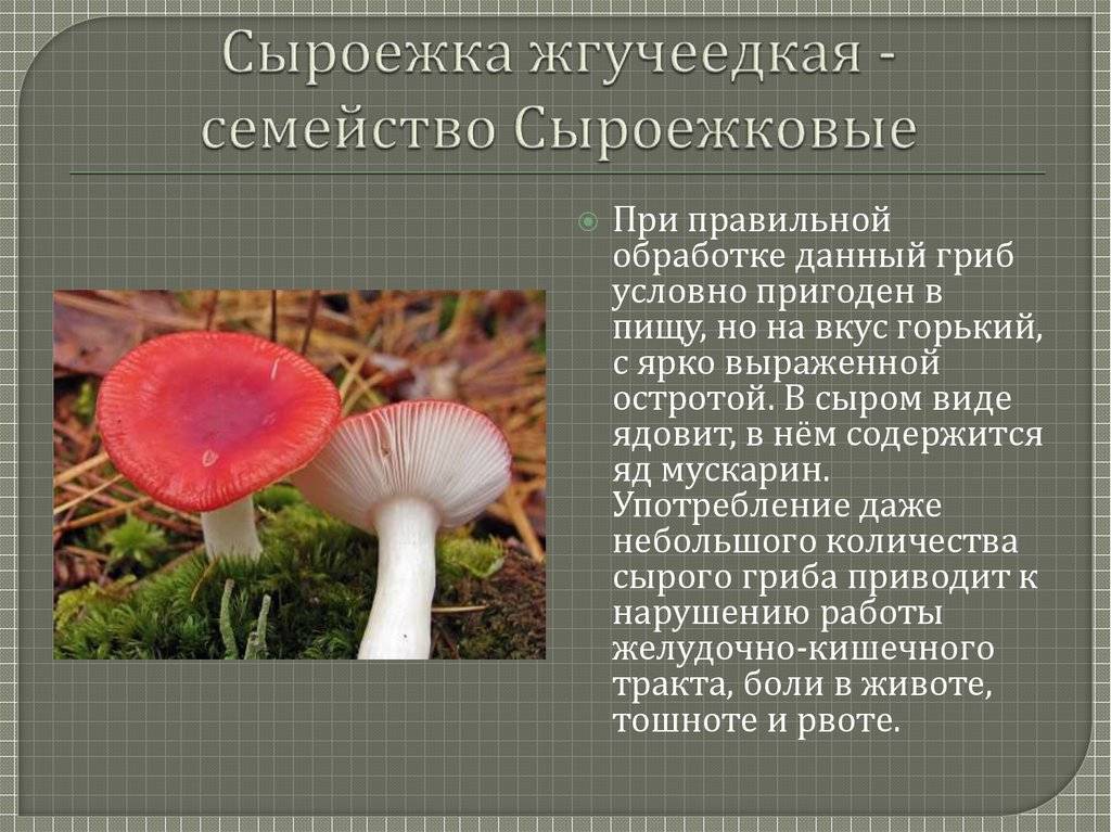 Сыроежка жгучеедкая или рвотная (russula emetica) фото, описание гриба и как отличить от обычной