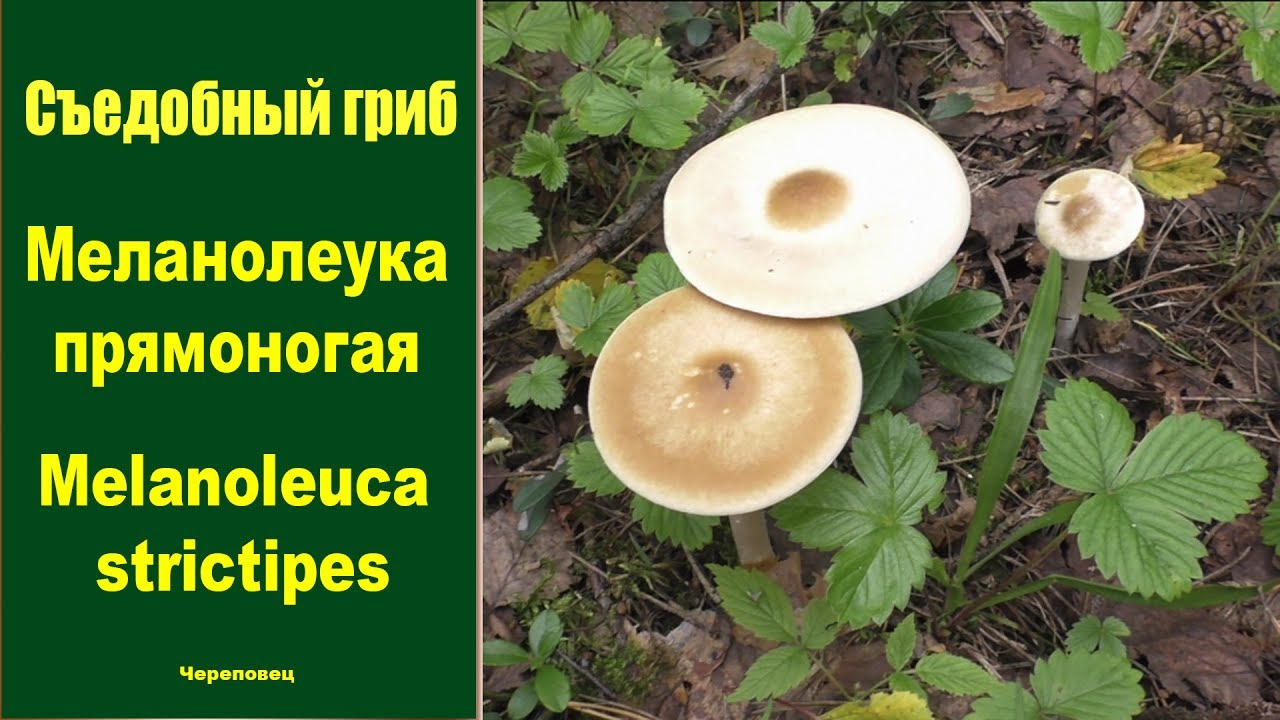 Съедобные грибы: названия, фото и описания