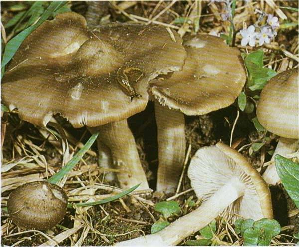 Энтолома ядовитая: фото и описание гриба