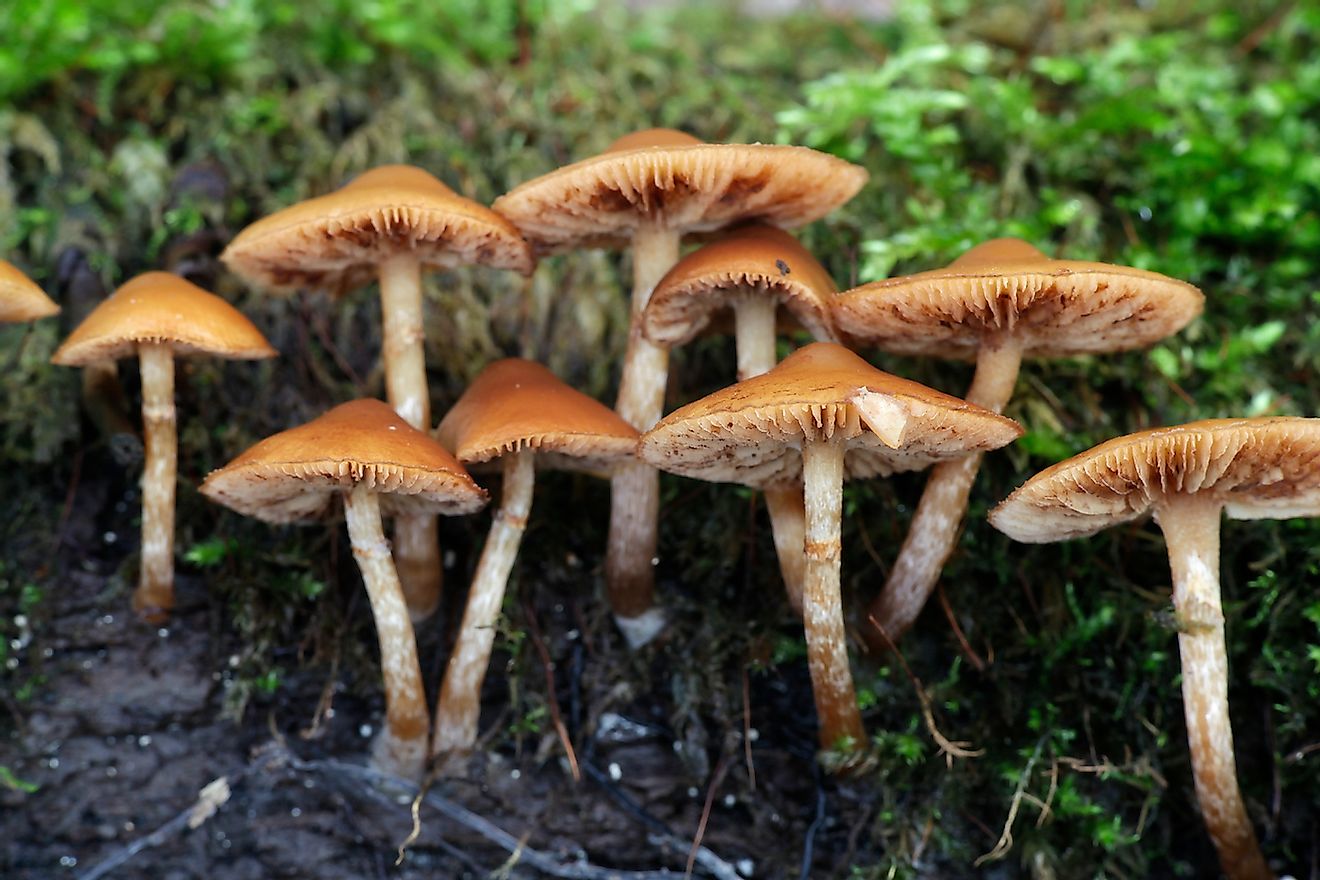 Как предотвратить отравление галериной окаймленной? учимся распознавать ядовитый гриб