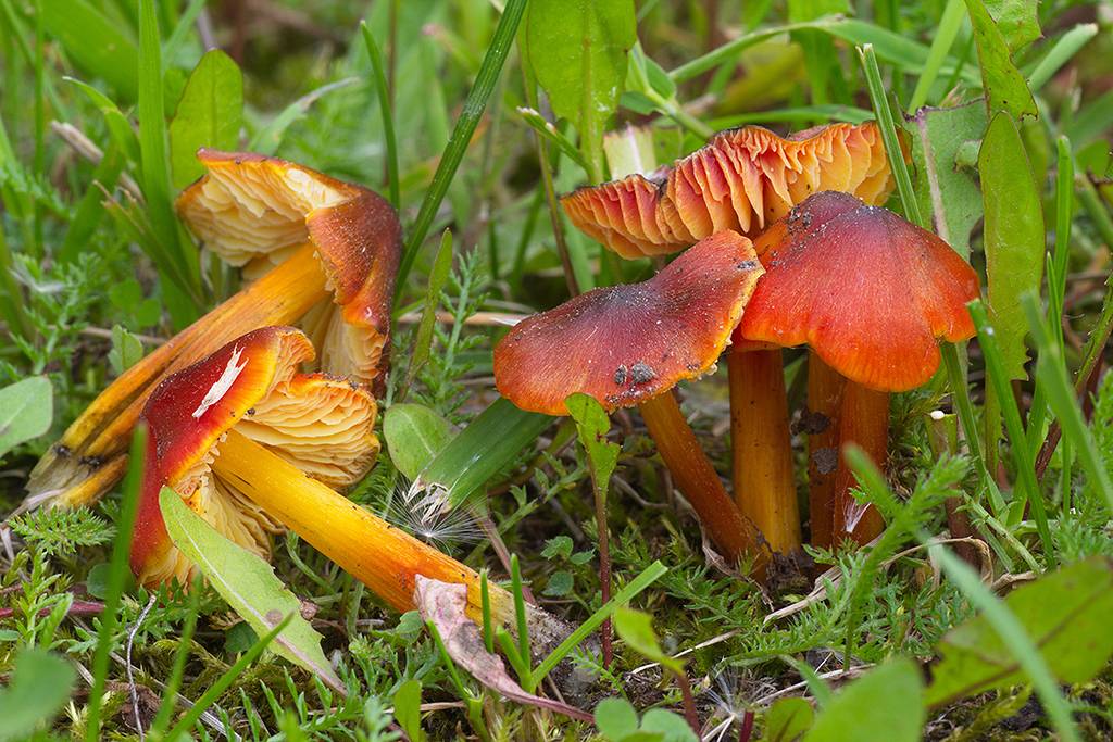 Hygrocybe conica - википедия