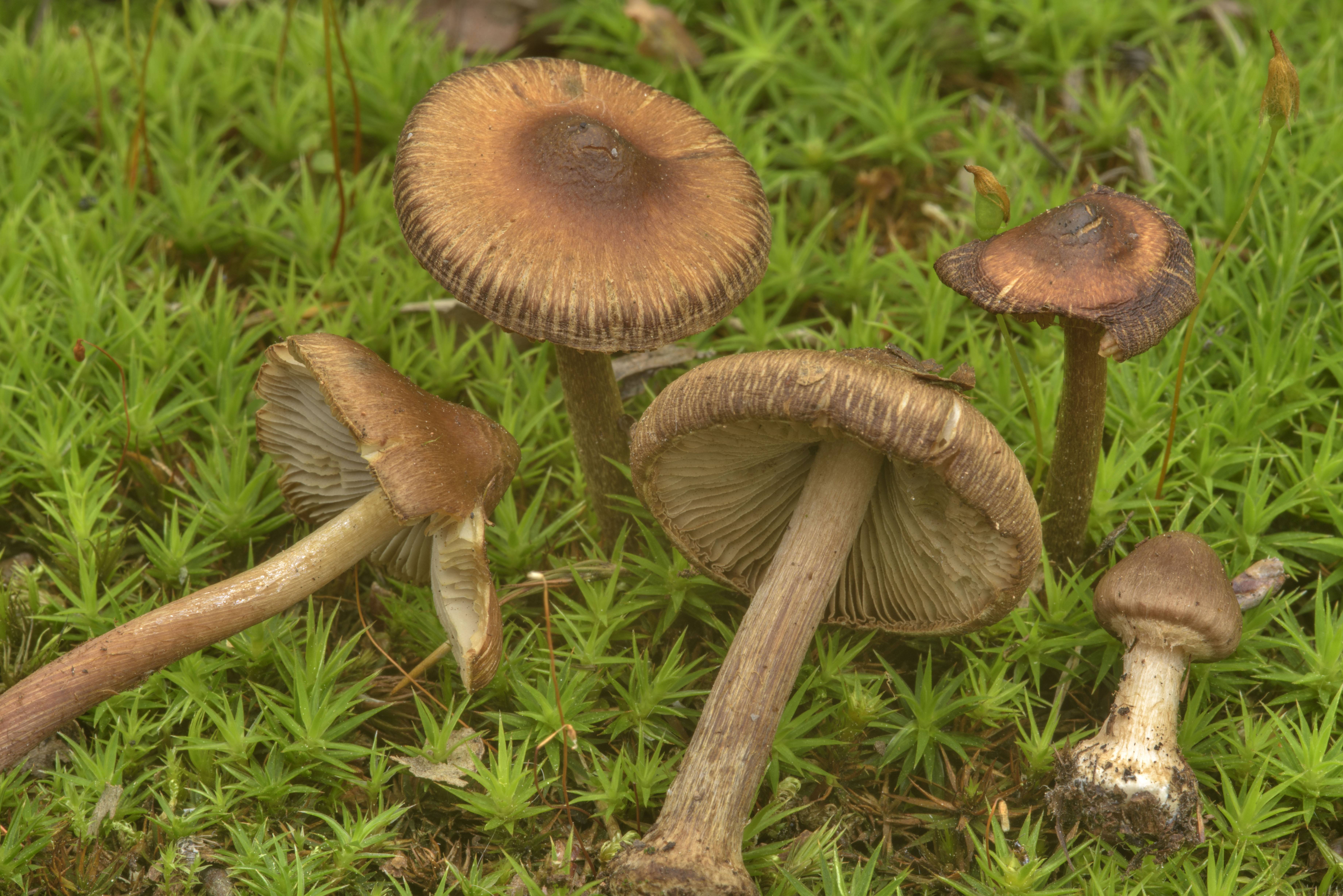 Волоконница сине-зеленая: свойства, опасность и меры предосторожности - грибы собираем