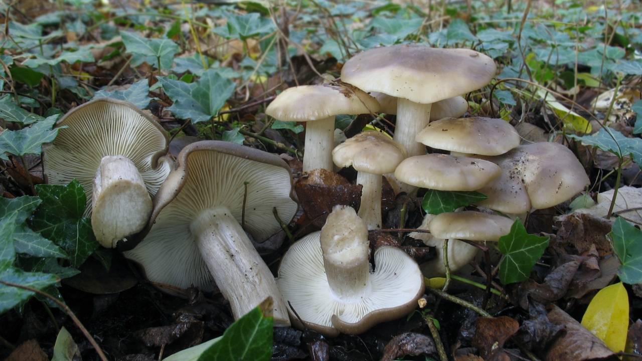Лиофиллюм симедзи (lyophyllum shimeji) – грибы сибири