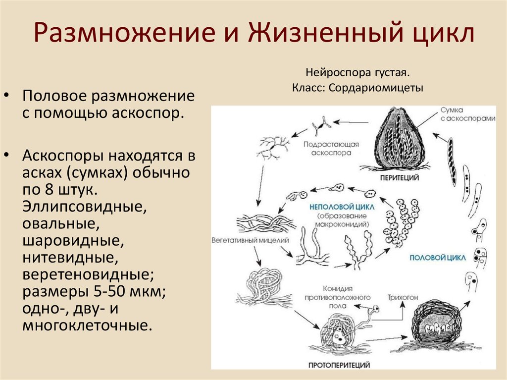 Сумчатые грибы (ascomycetes)