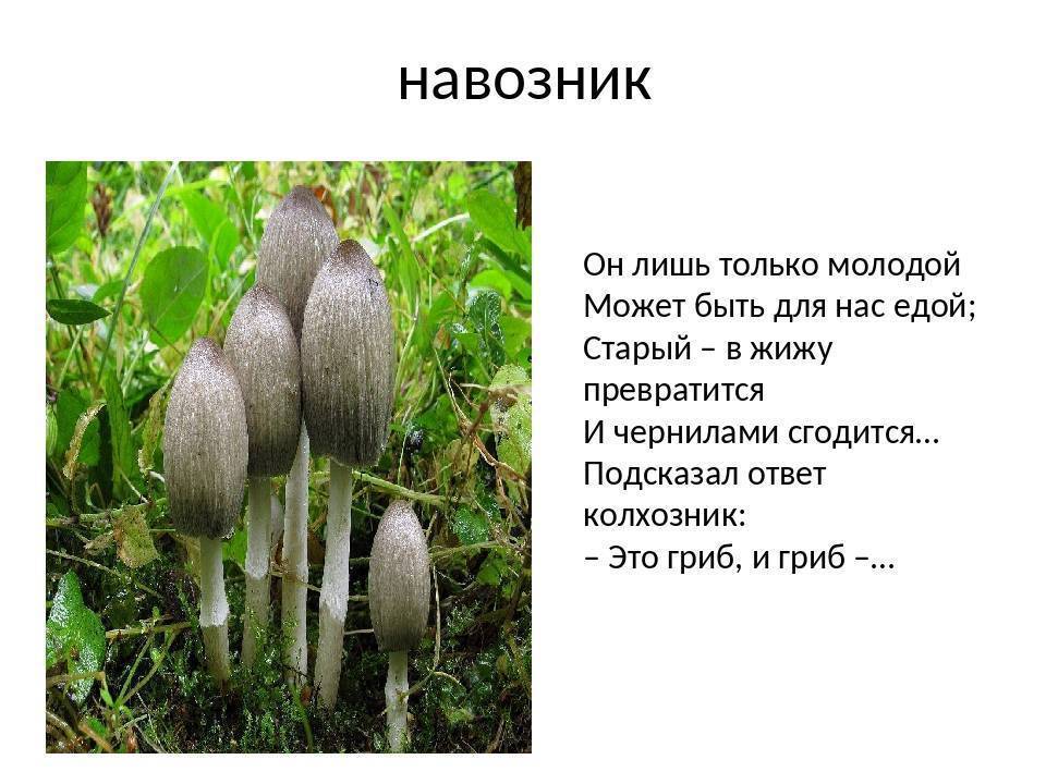 Описание съедобных грибов навозников и отличие от несъедобных видов + фото