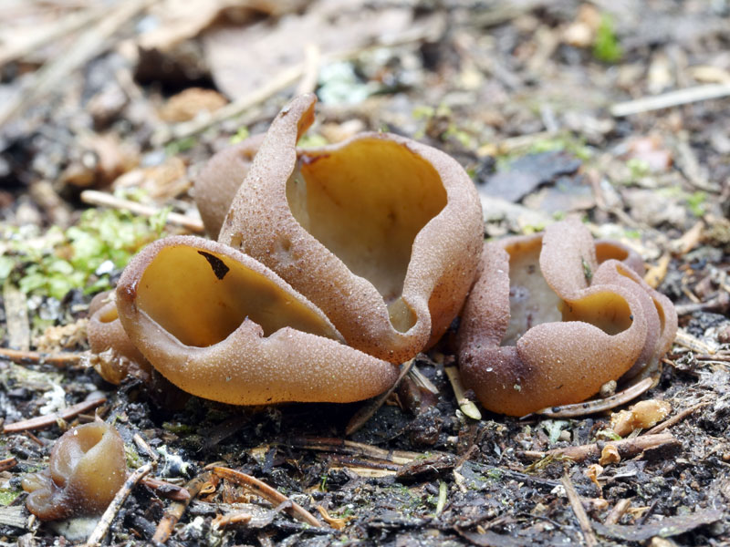 Пецица изменчивая (peziza varia): фото и описание гриба