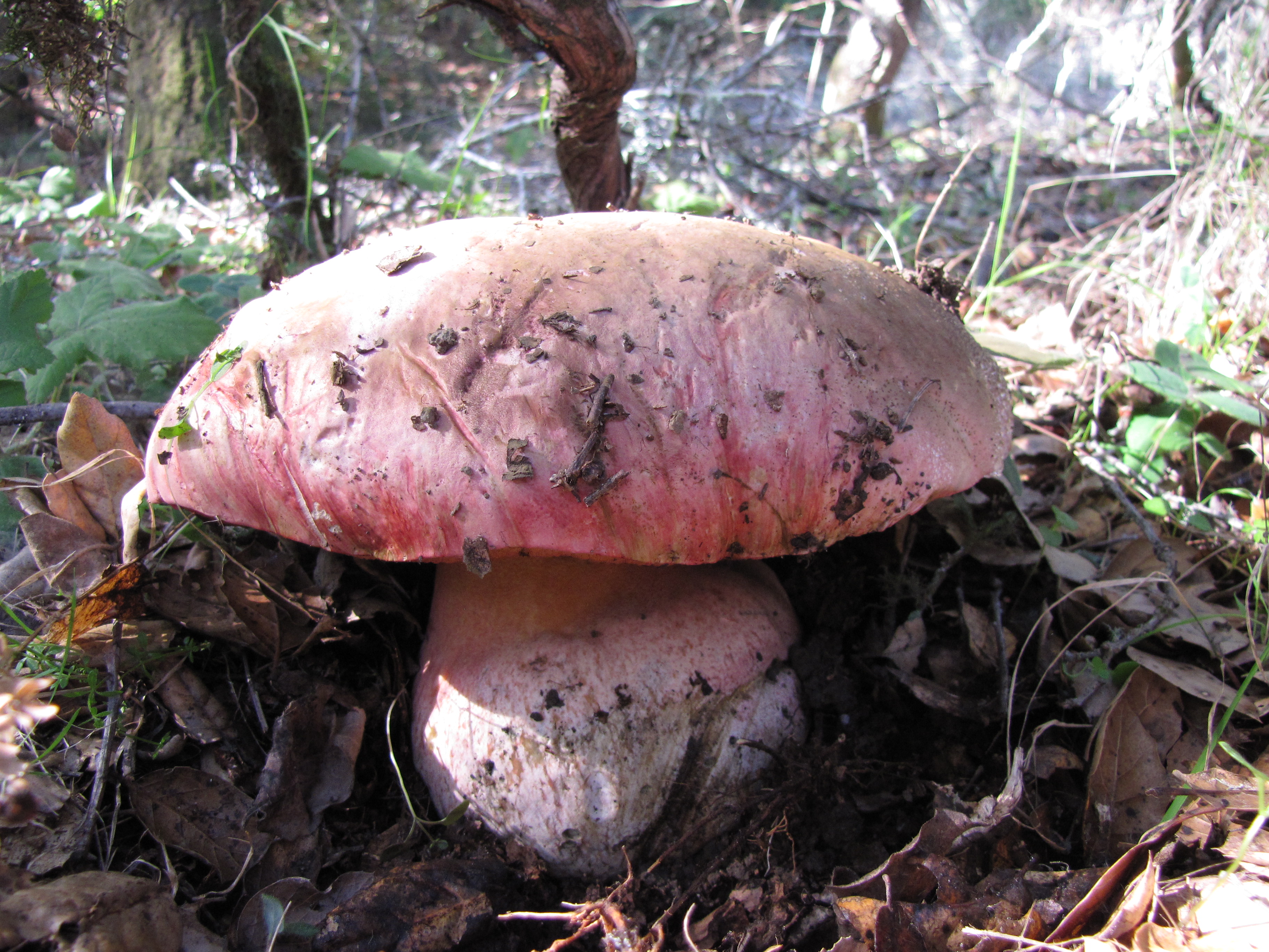 Боровик (белый гриб): описание, как выглядит ложный, съедобный, почему так называется, происхождение