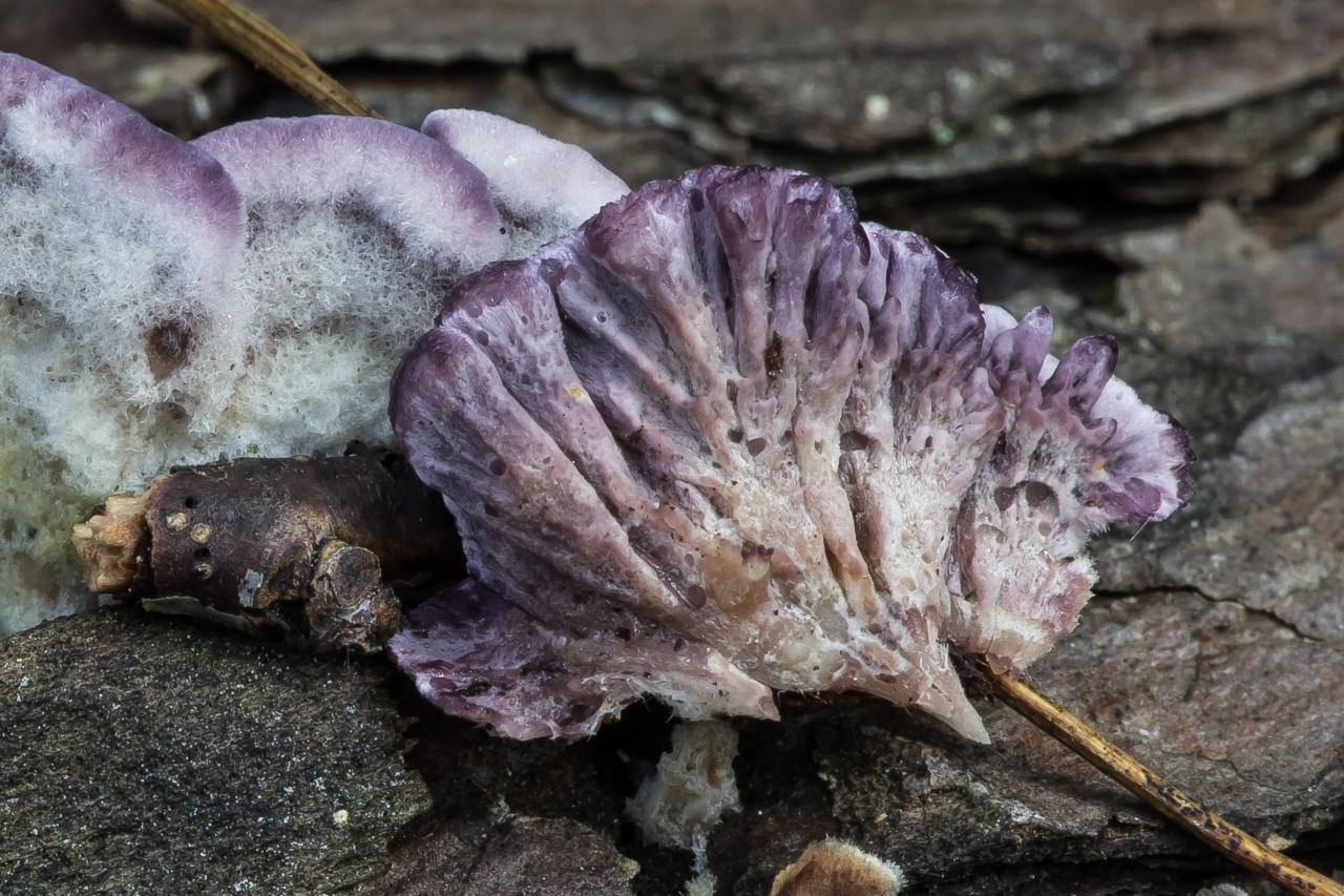 Седум ложный малиновый или "пурпурный ковер": описание, внешний вид очитка, особенности выращивания, в том числе из семян, а также нюансы посадки.