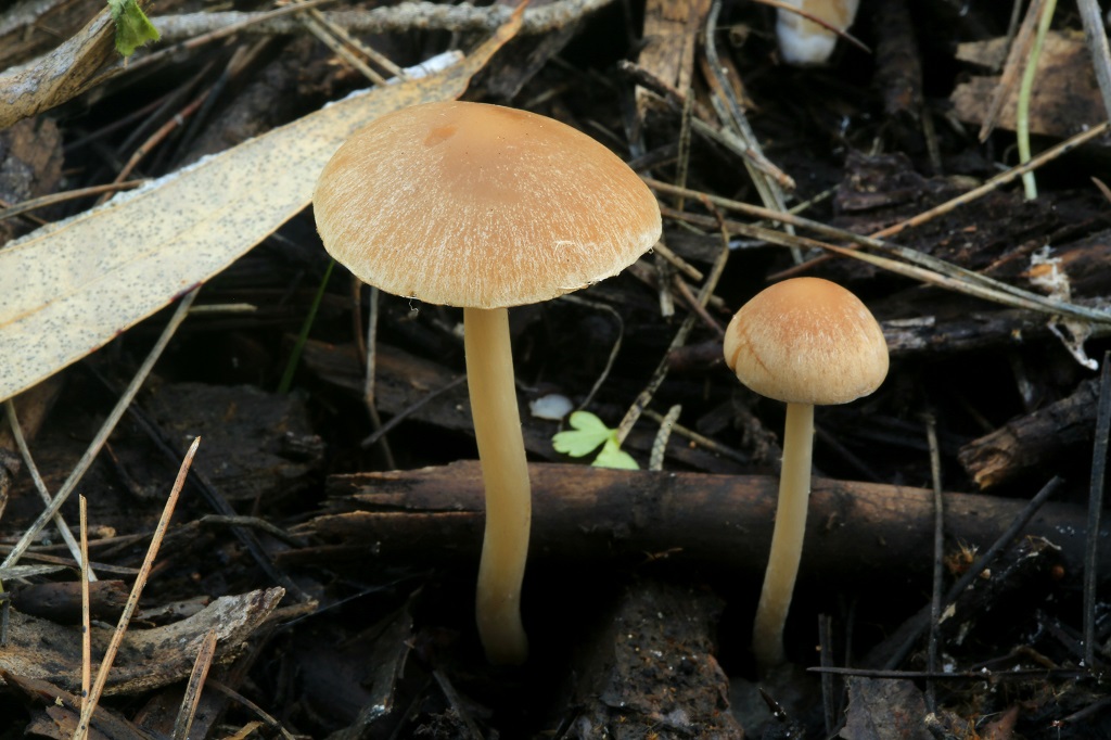 Псатирелла водолюбивая (ложноопенок водянистый) – описание гриба.