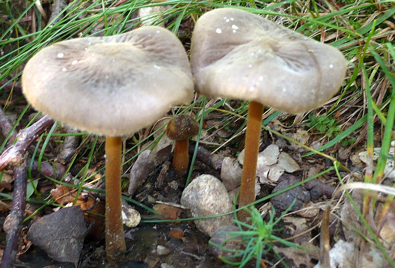 Физалакриевые: съедобные и несъедобные грибы семейства