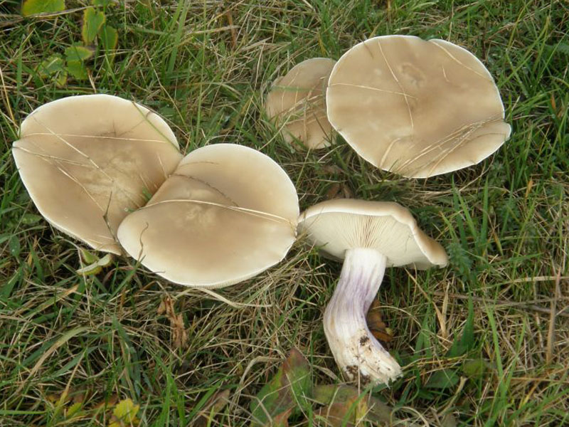 Необычный вкус обычного гриба