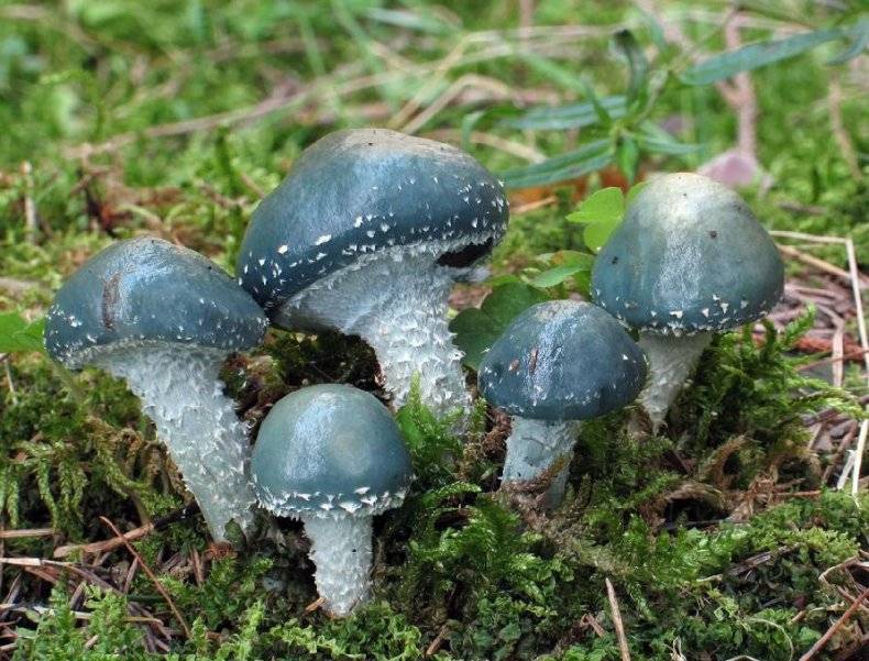 Строфария сине-зелёная (stropharia aeruginosa) – грибы сибири
