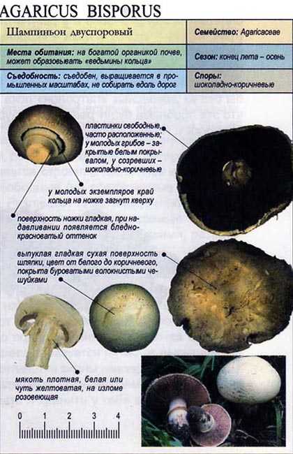 Королевский шампиньон (agaricus bisporus), двуспоровый или коричневый: фото, описание, как готовить и чем отличается гриб