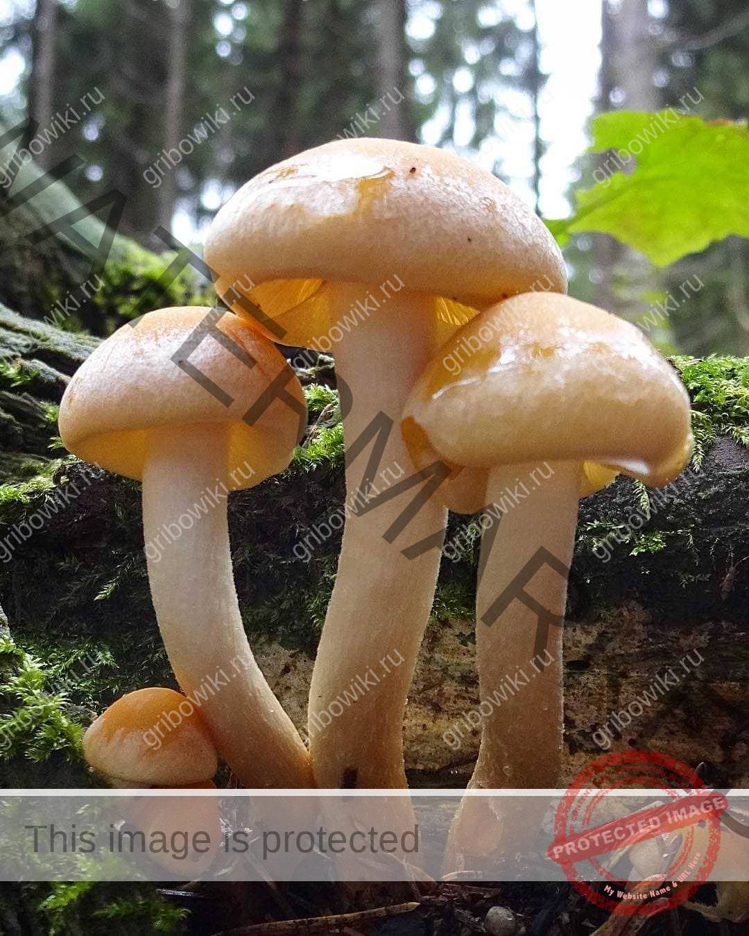Cъедобный и очень вкусный гриб — опенок серопластинчатый