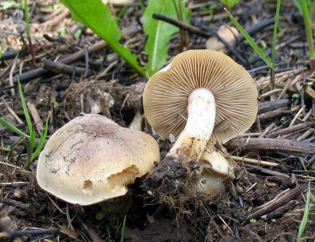 Гебелома клейкая или хреновый гриб — викигриб