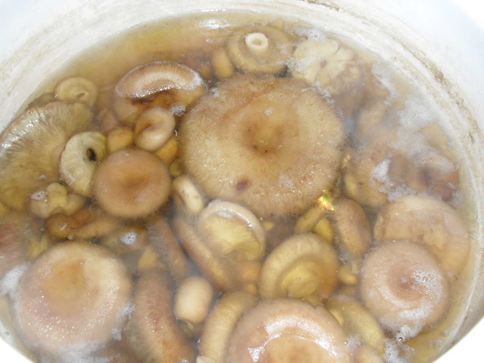 Как хранить солёные волнушки? - все о грибах - от видов до рецептов