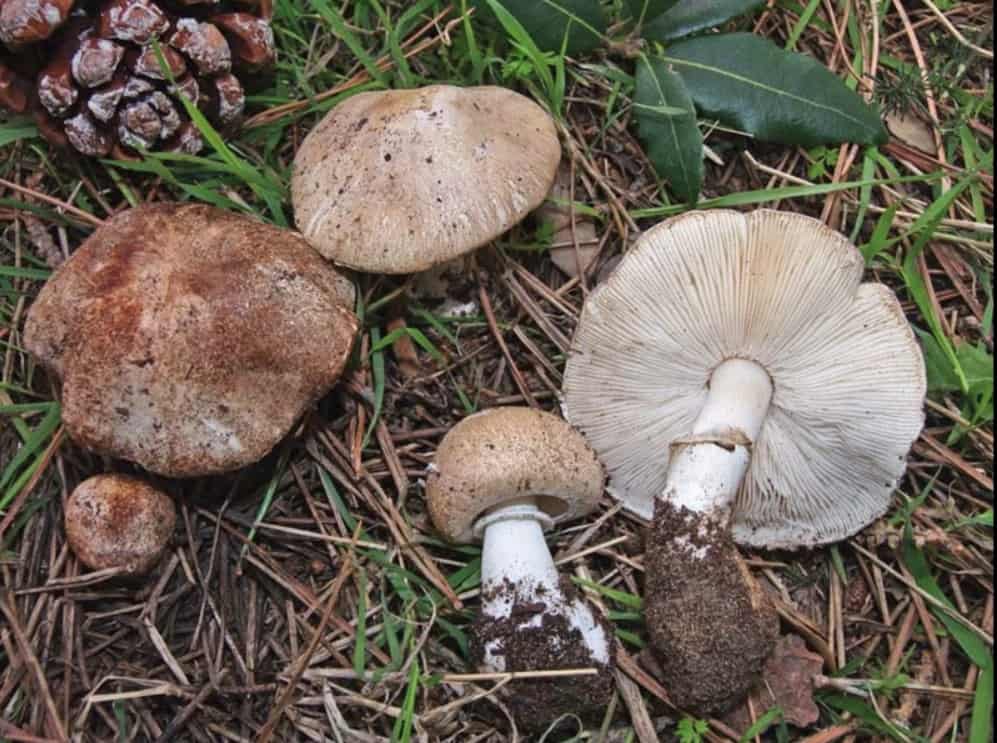 Белошампиньон краснопластинчатый (leucoagaricus leucothites) – описание, где растет, фото гриба