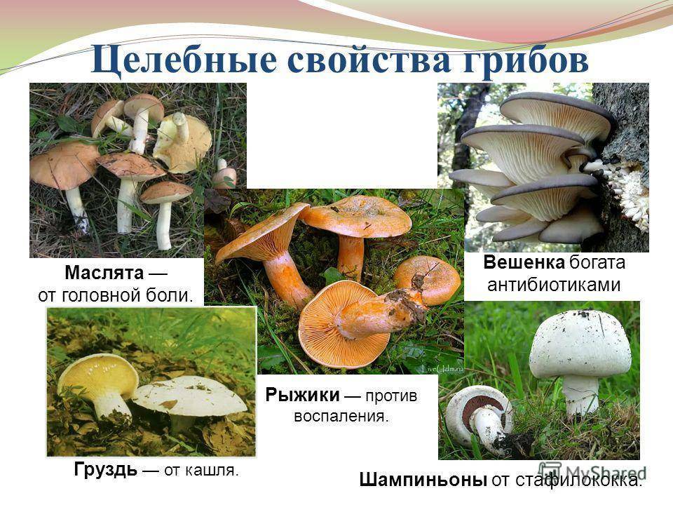 Какие грибы от каких болезней. Качества целебных грибов. Свойства грибов. Лекарственные свойства грибов. Грибы полезные свойства.