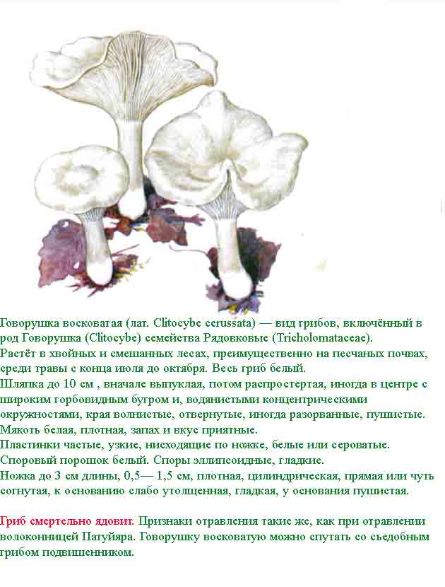 ✅ гриб говорушка ворончатая фото и описание - питомник46.рф