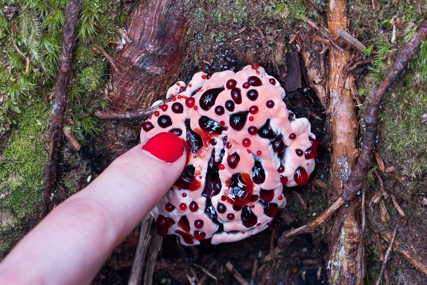 Необычный "кровоточащий" гриб. гриб "кровоточащий зуб" - съедобный или нет?