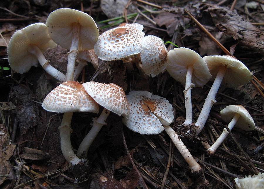 Лепиота гребенчатая (lepiota cristata) – грибы сибири
