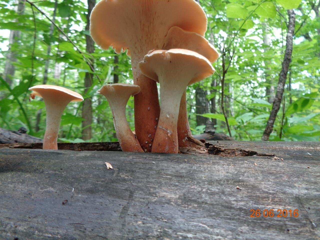 "весенние. жесткие. твои!" (обзор съедобных трутовиков нашей весны) | это грибы! | дзен