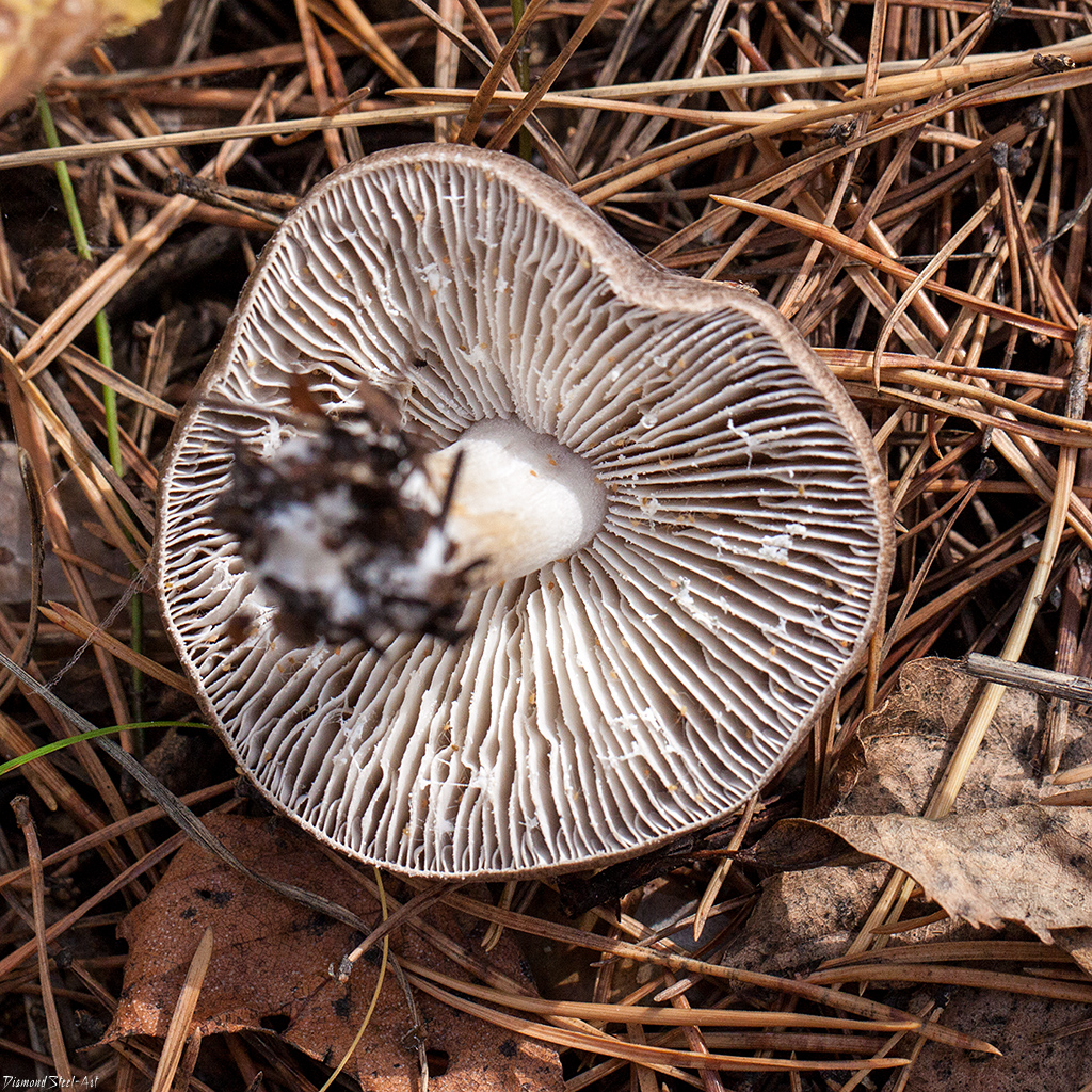 Рядовка серебристо-серая (tricholoma argyraceum) – грибы сибири