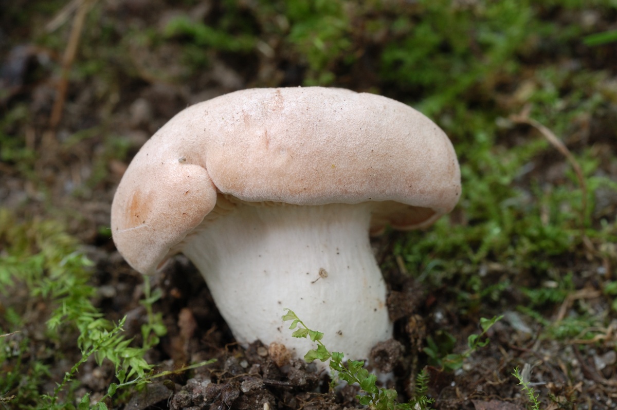 Подвишенник или гриб ивишень (clitopilus geminus): фото и описание