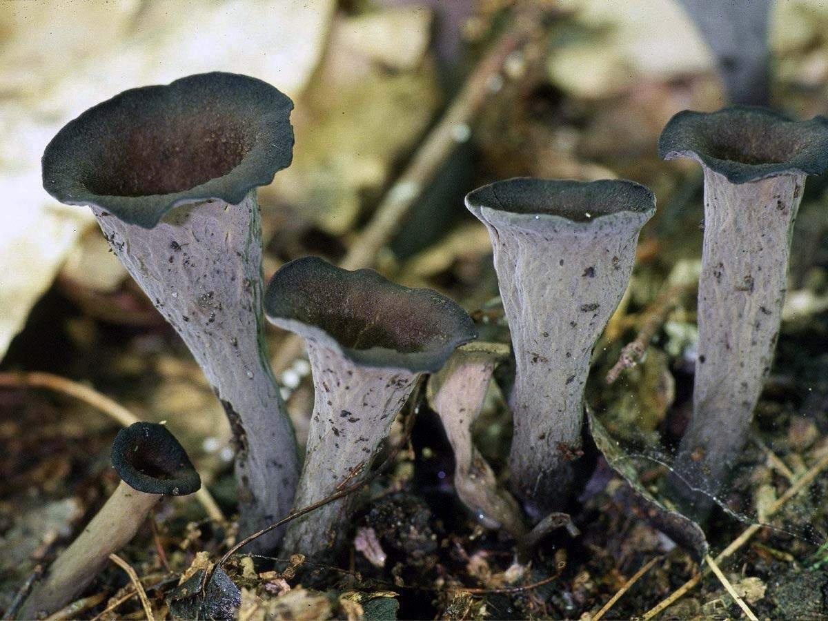 Чёрные лисички: фото и описание, где растут грибы, и как их приготовить